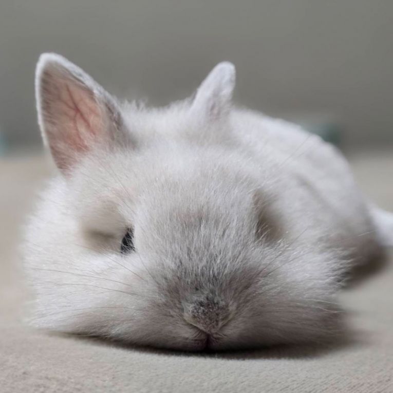 しおちゃん