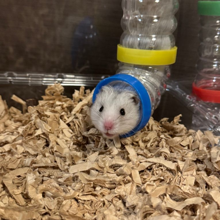 はぴたんちゃん