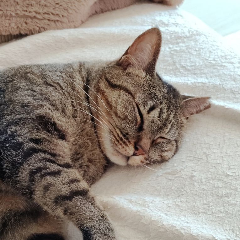 シャイちゃん