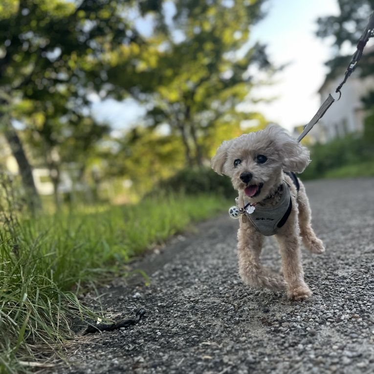 こるくちゃん