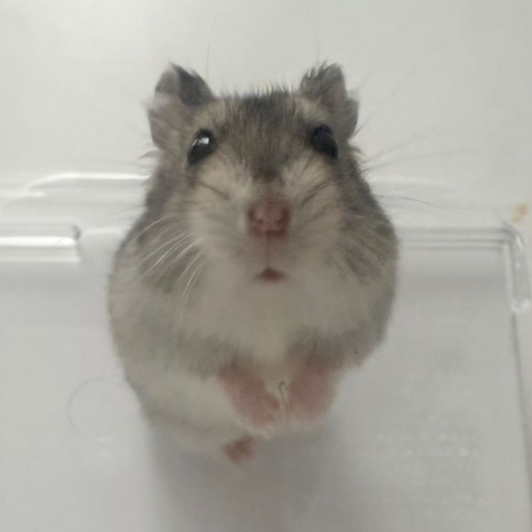 ナゲットちゃん