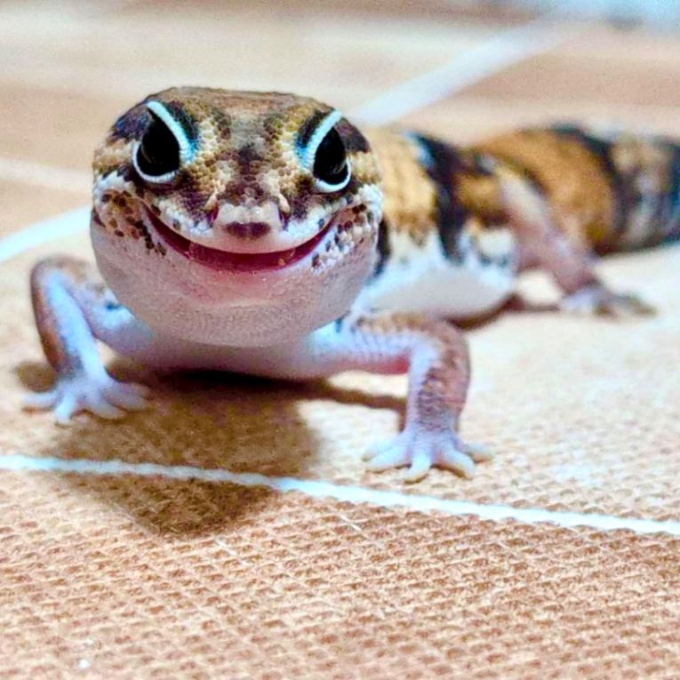 もなかちゃん