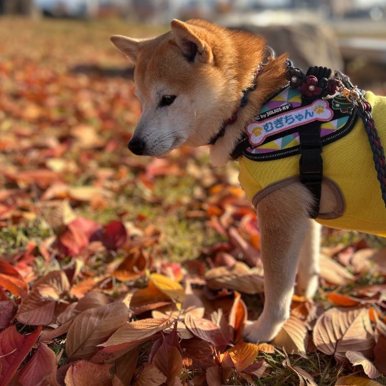 むぎちゃん