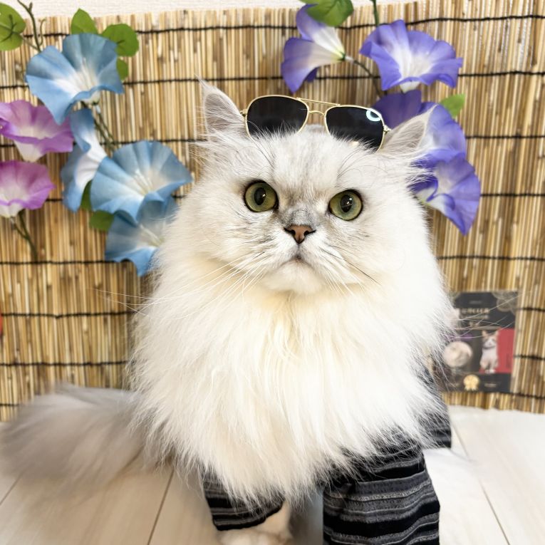 ギンちゃん