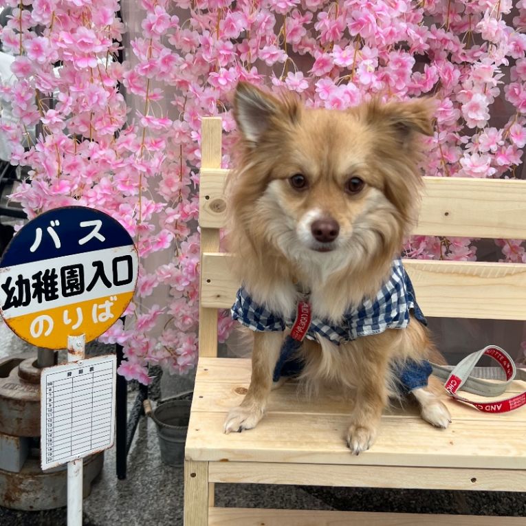 たぬきちちゃん