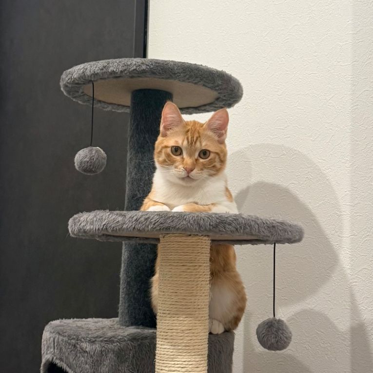 福丸ちゃん
