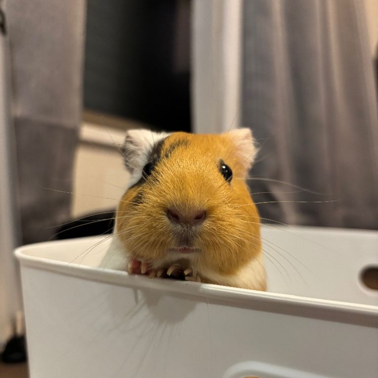 もるちゃん