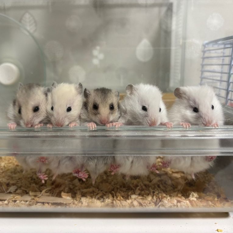 左から(あんころ.きなこ.いそべ.さくら.ずんだ)ちゃん