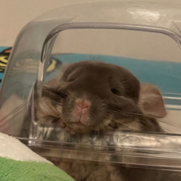 みたらしちゃん