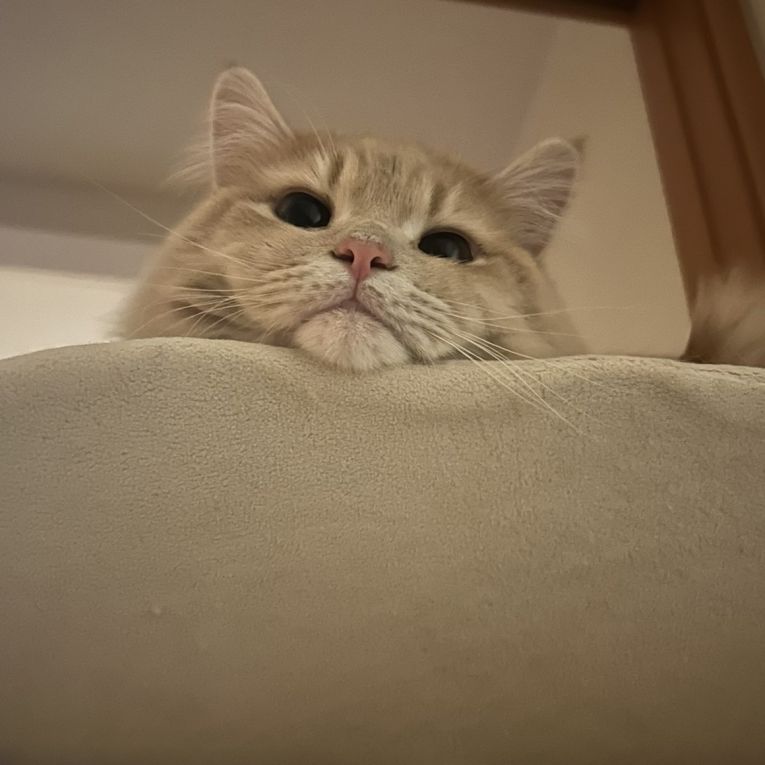 シンバちゃん