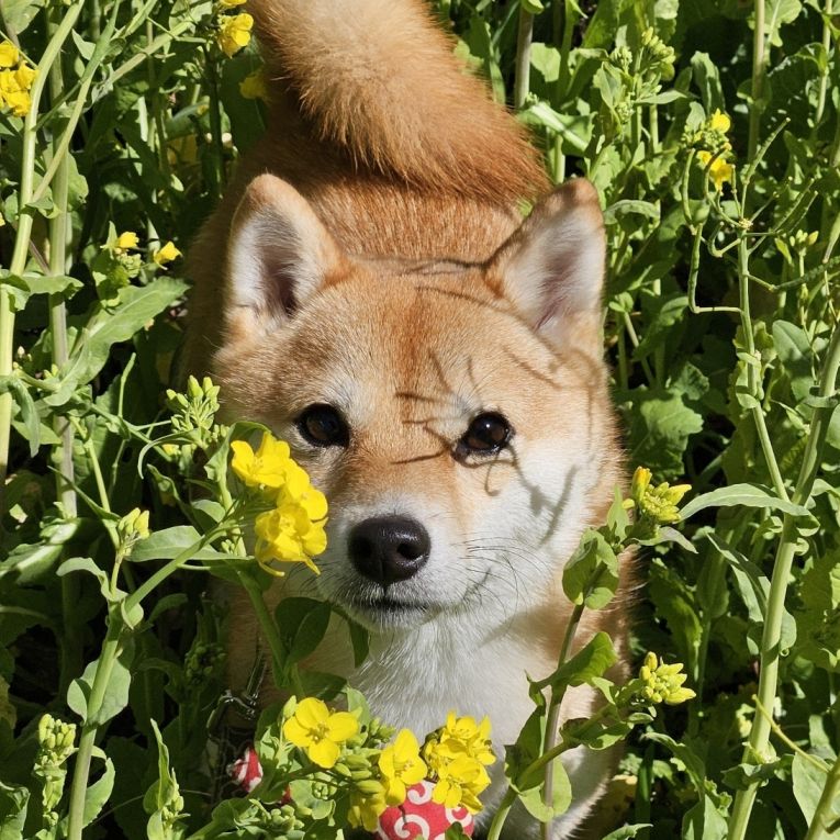うずらちゃん