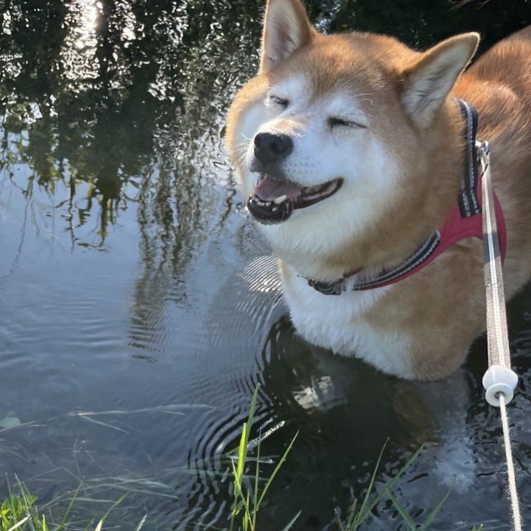 はちちゃん