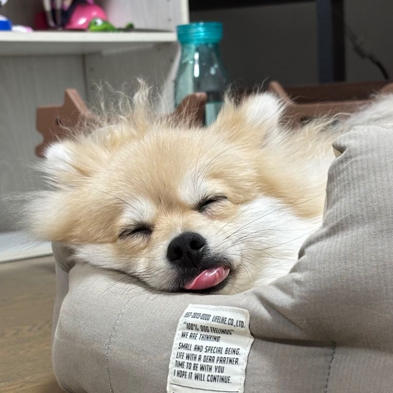 ふぇるちゃん