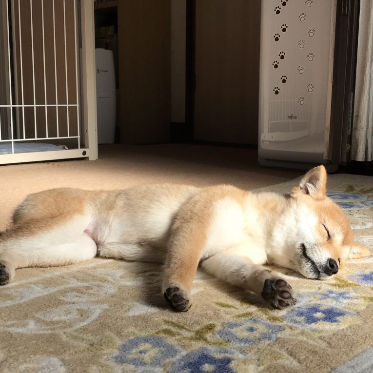 こむぎちゃん