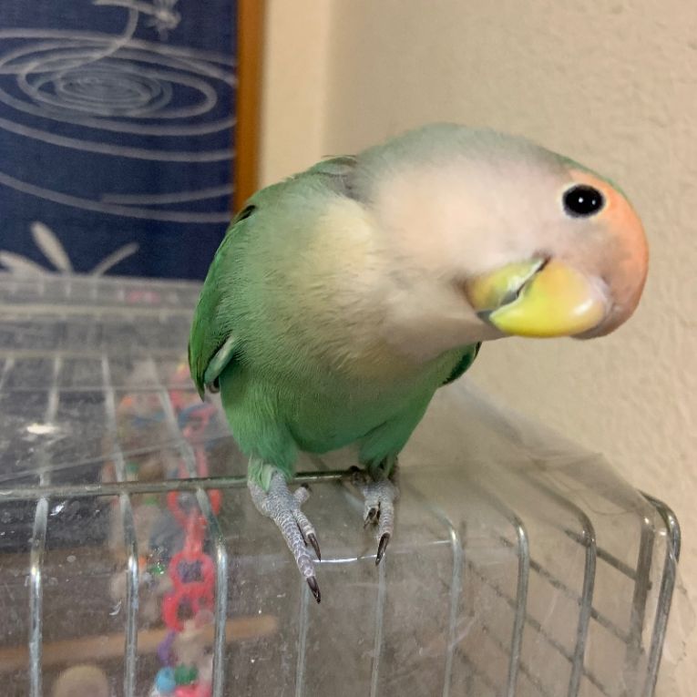 ずんだちゃん