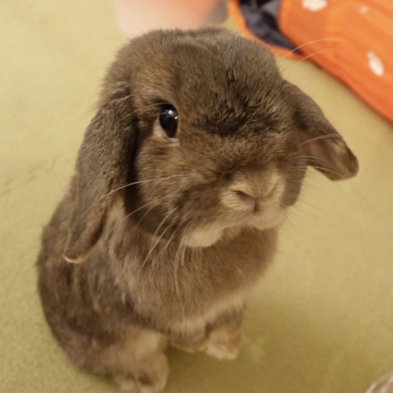 ポムちゃん