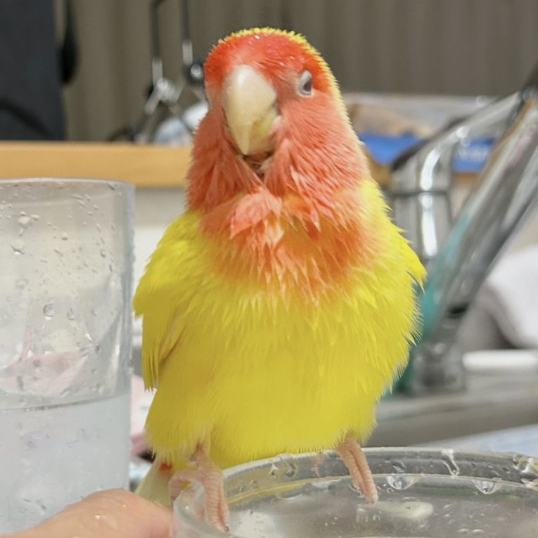 ぴーちゃんちゃん
