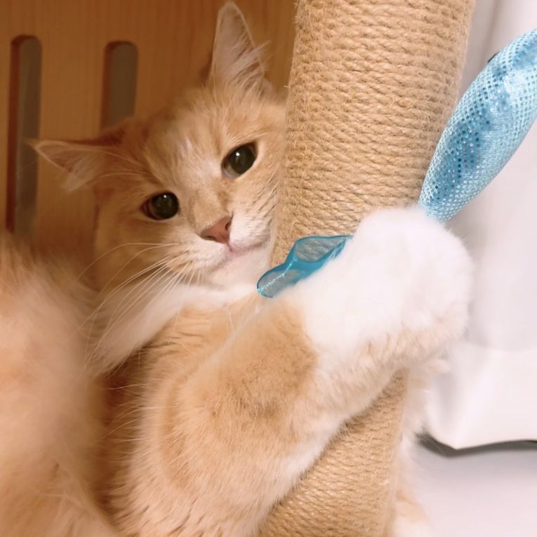 りゅうのすけちゃん