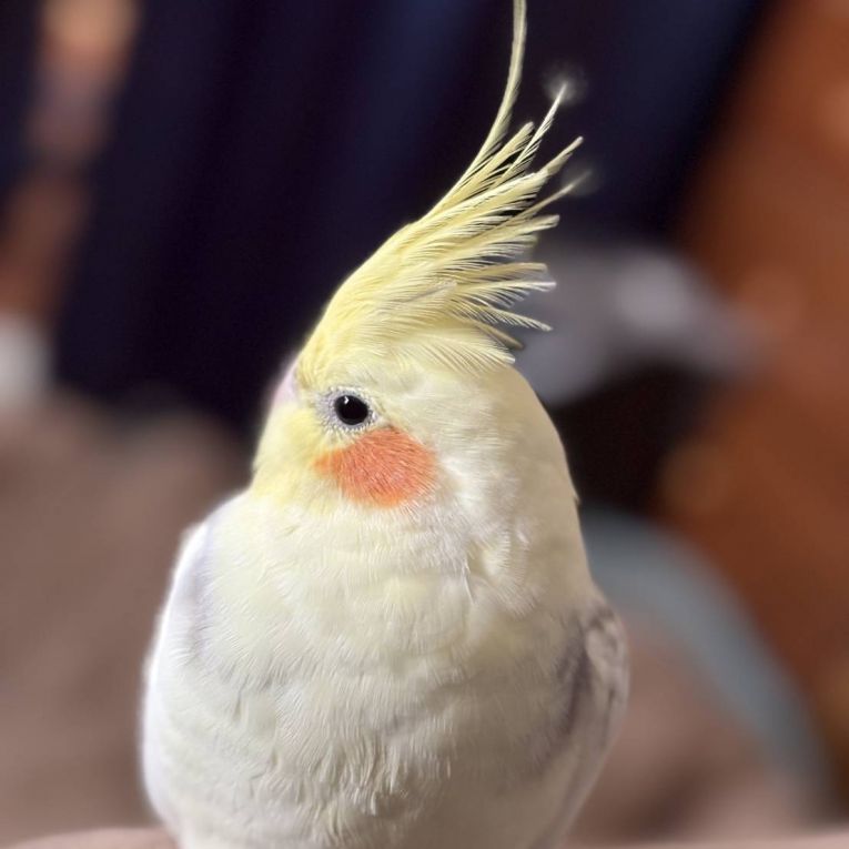 ハッピーちゃん