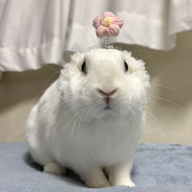 りぼんちゃん