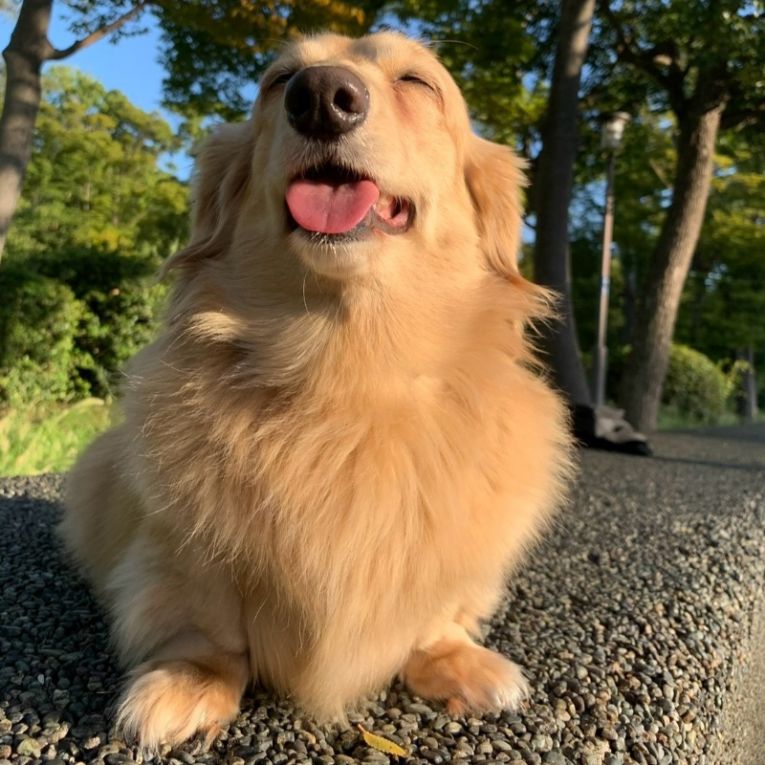 ひめしゃん!ちゃん