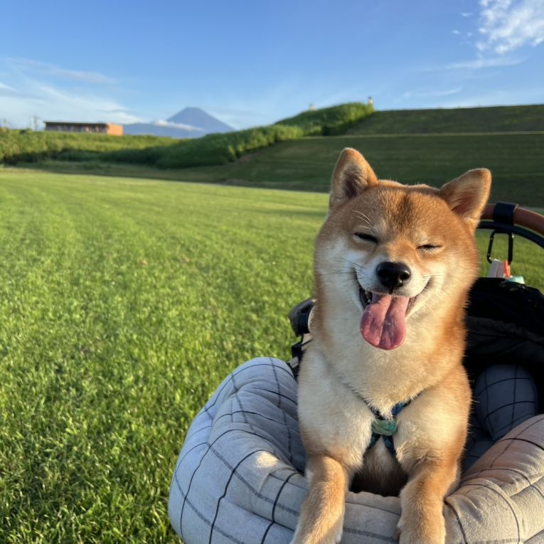 ぽん太ちゃん