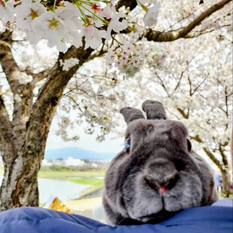 あるちゃん