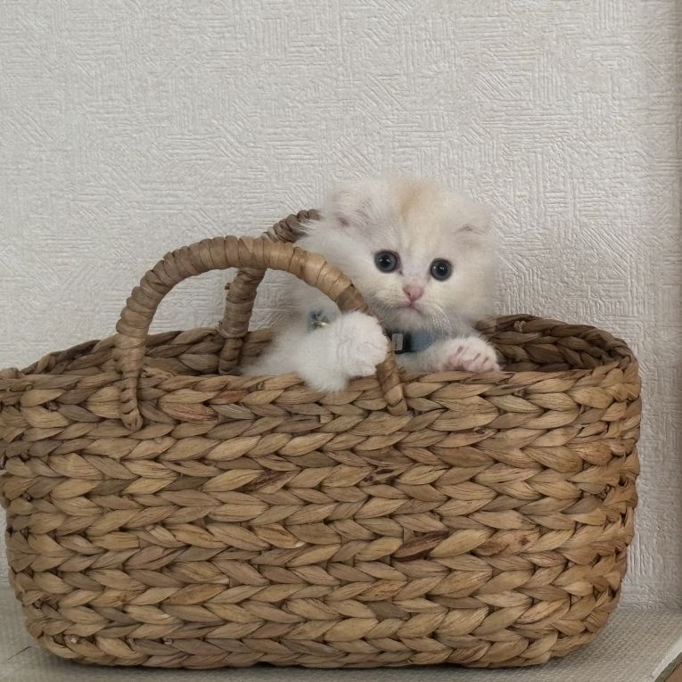 まろんちゃん