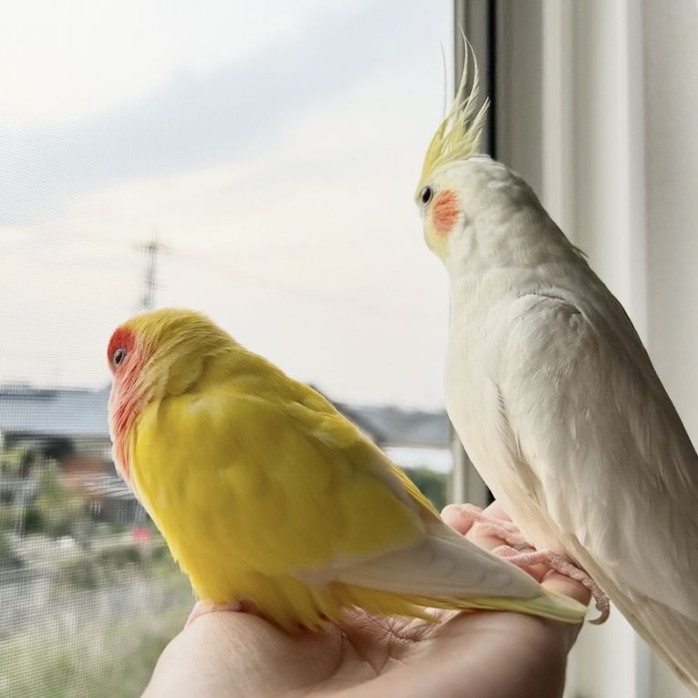 ぴーちゃんちゃん