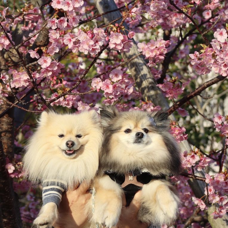 コロン＆シフォンちゃん