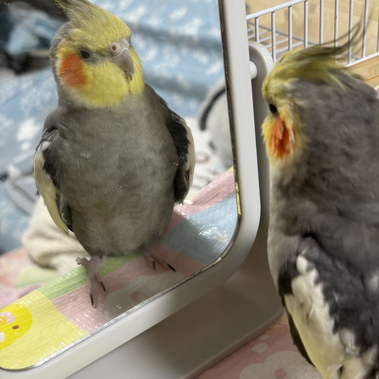 とろろちゃん