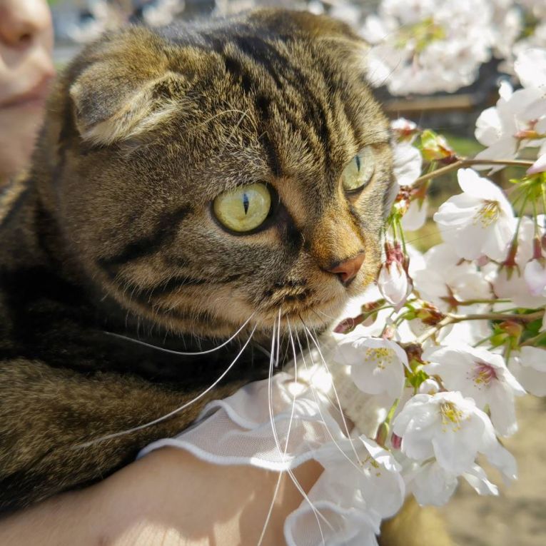 さすけちゃん