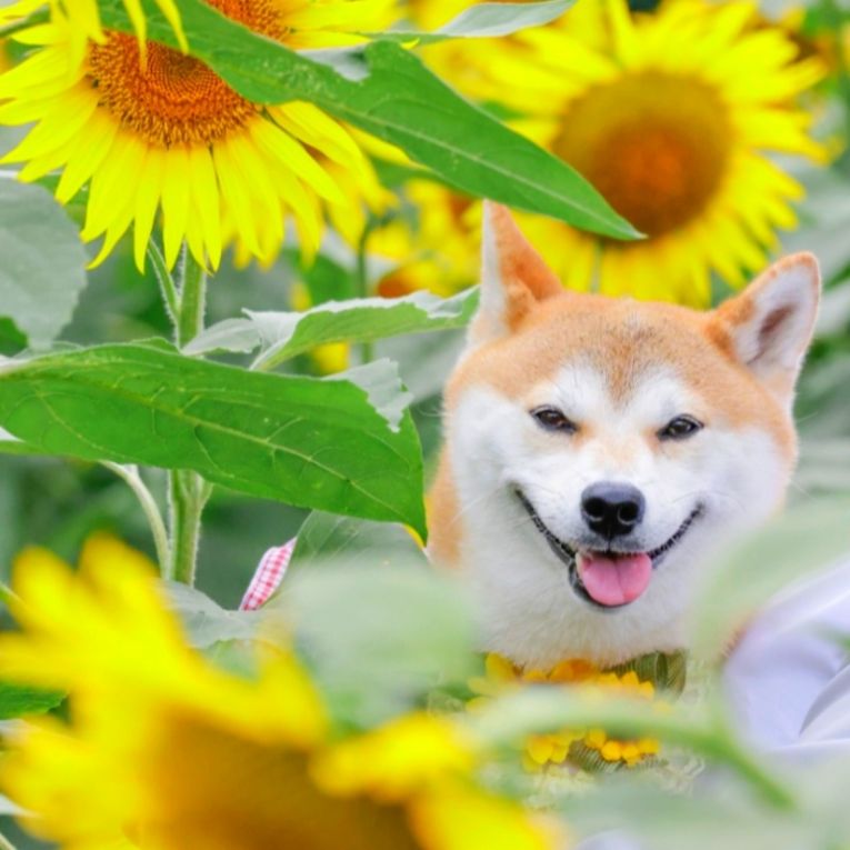 お琴ちゃん