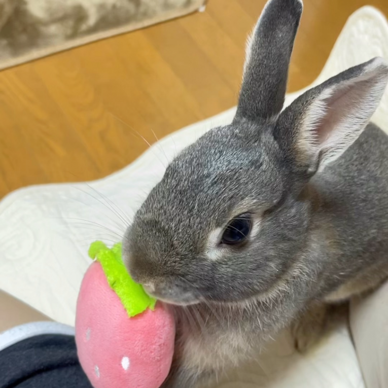 ちょこちゃん