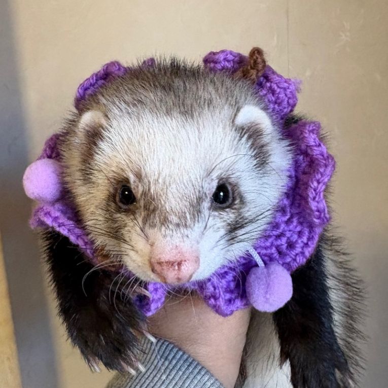 ノアちゃん