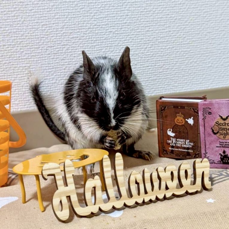 ごまちゃん