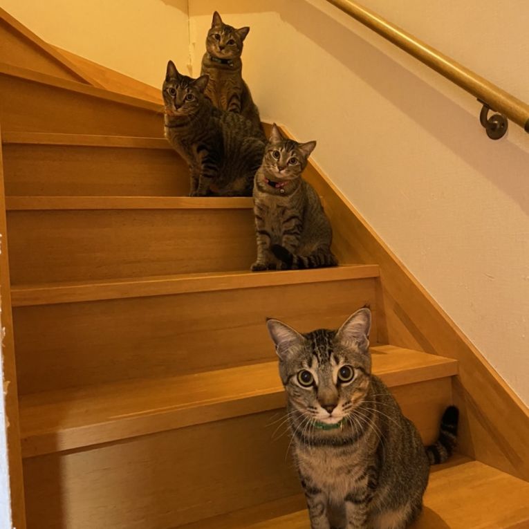 カイ、柚子、杏、みかんちゃん