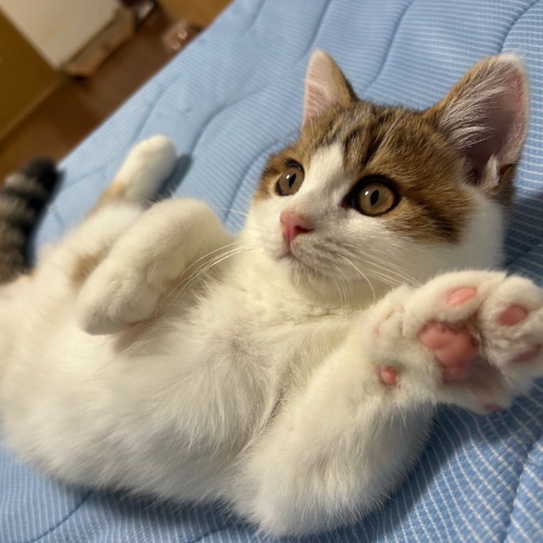 ろたちゃん
