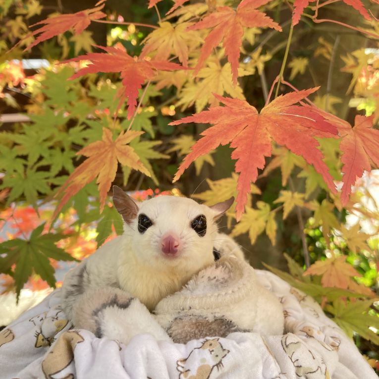 ラテちゃん