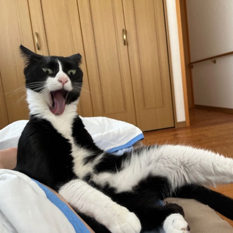 ゴマちゃん