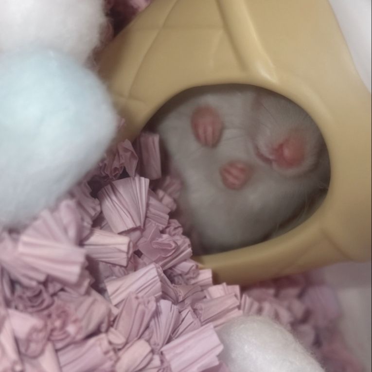 びびちゃん