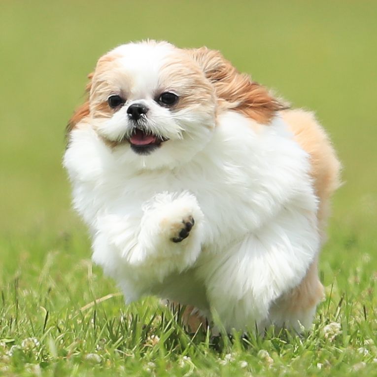 しあちゃん