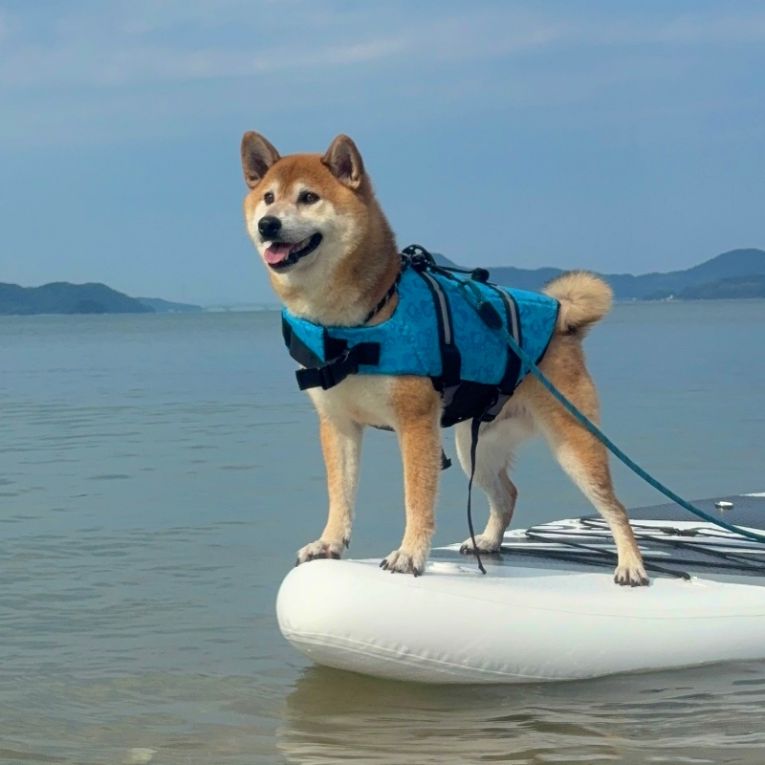 こてつちゃん