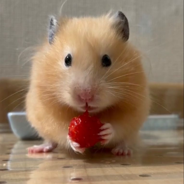 てんてんちゃん