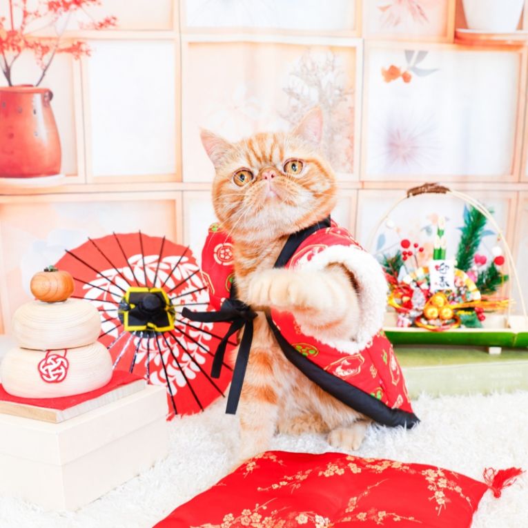 ルルちゃん