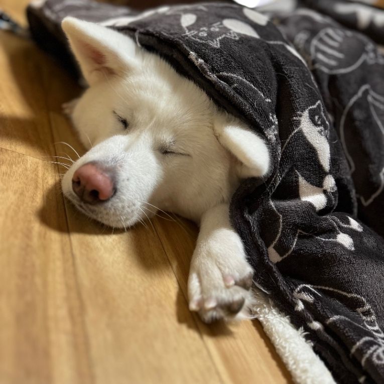 いちごちゃん