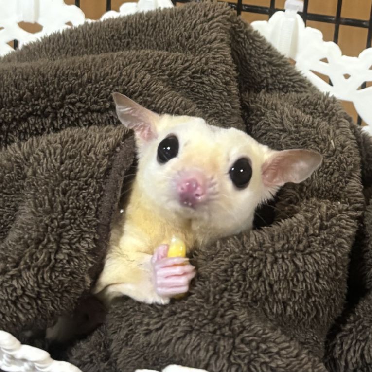 みみくんちゃん