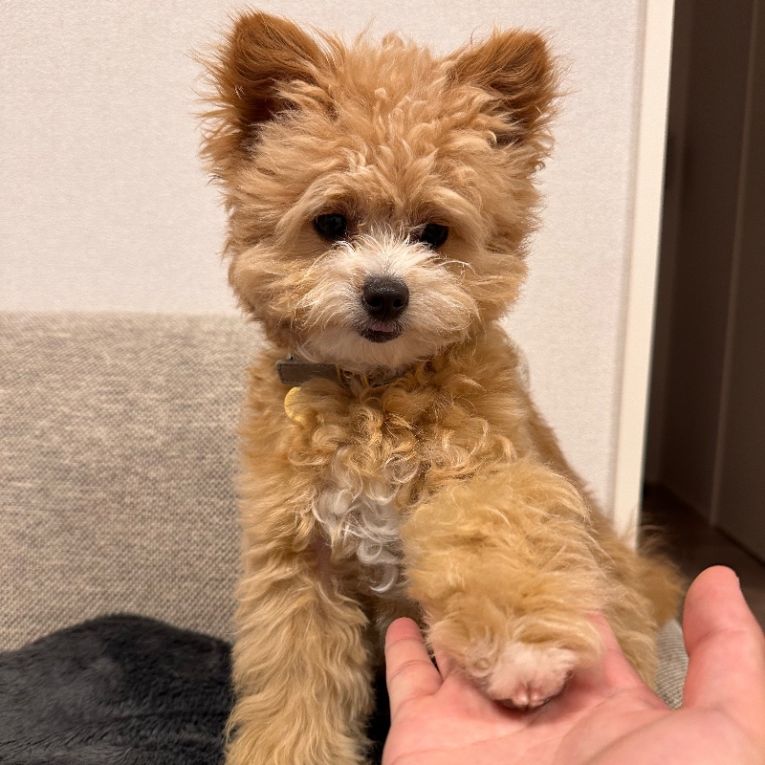 いとちゃん