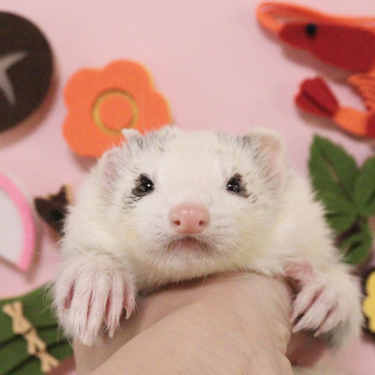 ぱるむちゃん