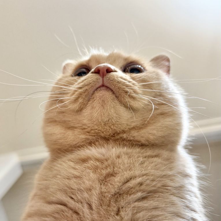 とろろちゃん